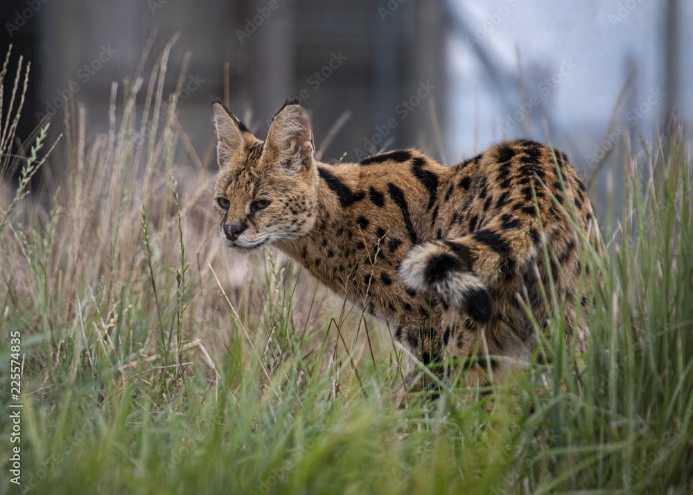 Obraz premium Female Serval in captivity plays at hunting with her keeper