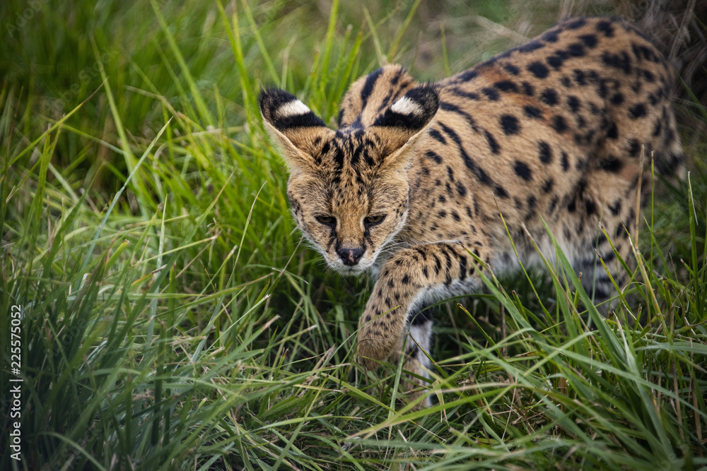 Obraz premium Female Serval in captivity plays at hunting with her keeper