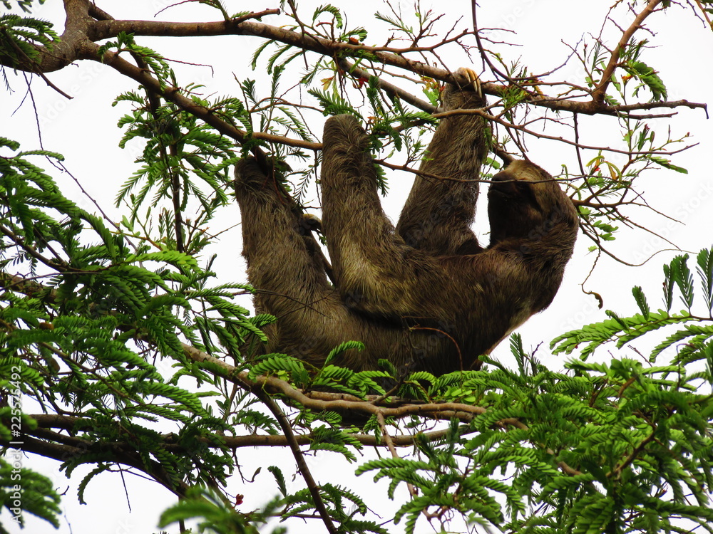 Fototapeta premium Perezoso