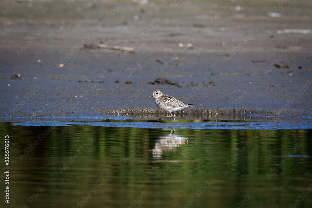 Grey Plover (Pluvialis squatarola). Grey Plover (Pluvialis squatarola).