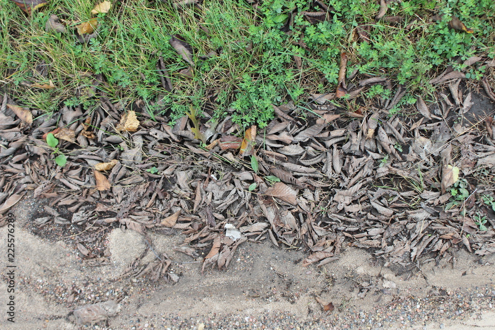 dead leaves dead leaves