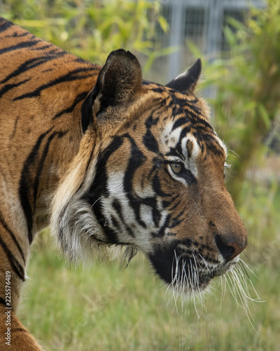 Male Malaysian tiger in captivity