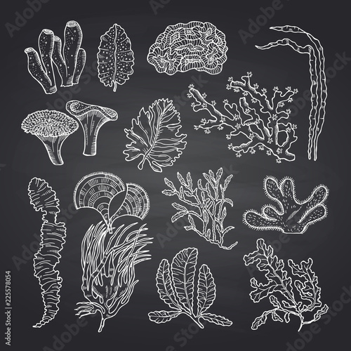 Algae sketch. Vector hand drawn seaweed elements set on black chalkboard background illustration