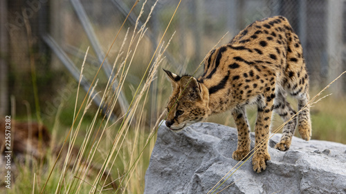 Canvas Print Female Serval in captivity plays at hunting with her keeper