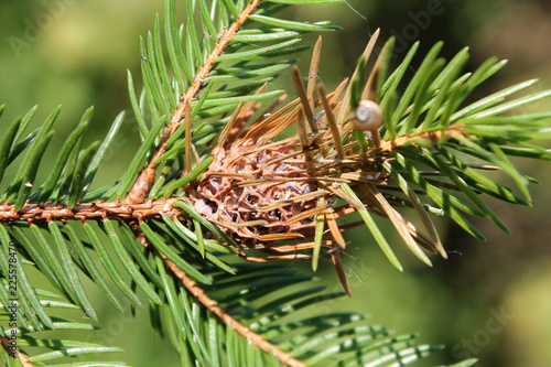 Branch of spruce with Pineapple gall adelgid (Adelges abietis). Browned gall after release of adelgids photo