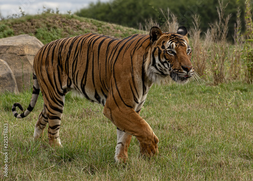 Male Malaysian tiger in captivity