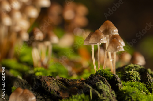 Galerina marginata is deadly poisonous mushroom. close up