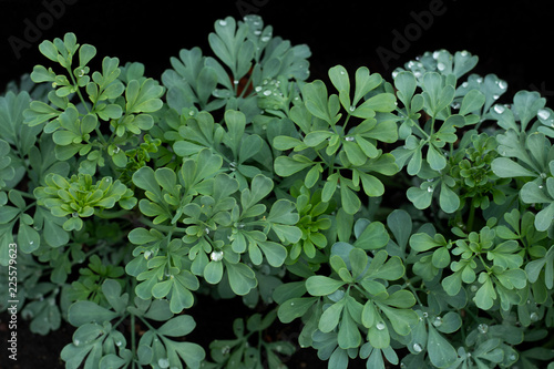 fresh rue after the rain