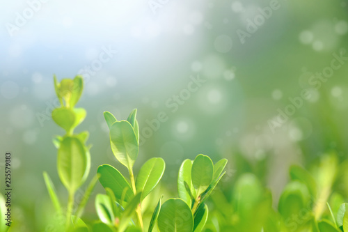 Green leaves of bush with nice light and bokeh.