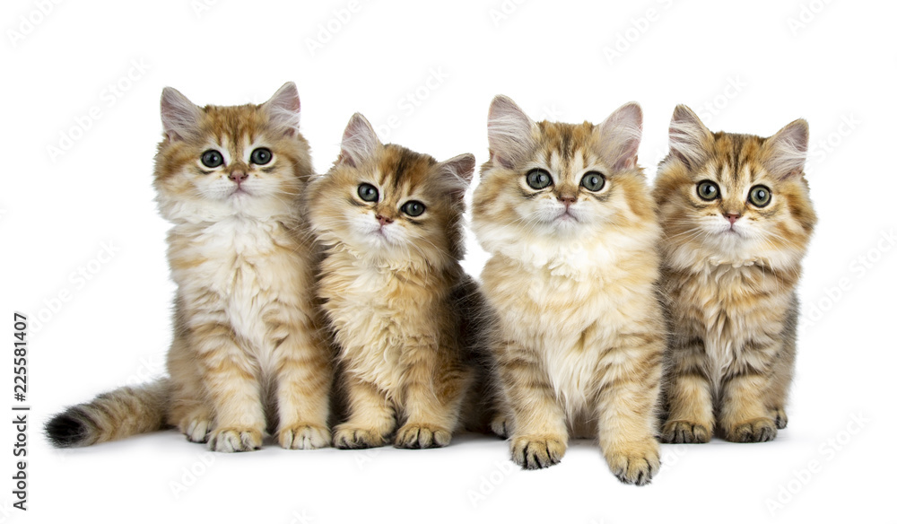 Four fluffy golden British Longhair cat kittens sitting / laying in perfect row, looking at lens with big green eyes isolated on white background