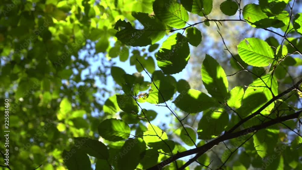 Forest trees and green leaves glowing in sunlight video Forest trees and green leaves glowing in sunlight video
