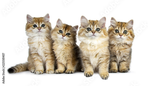 Fototapeta Naklejka Na Ścianę i Meble -  Four fluffy golden British Longhair cat kittens sitting / laying in perfect row, looking at lens with big green eyes isolated on white background