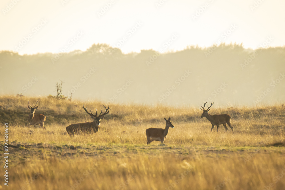Herd of red deer cervus elaphus rutting and roaring during sunset Herd of red deer cervus elaphus rutting and roaring during sunset