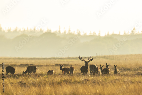 Herd of red deer cervus elaphus rutting and roaring during sunset