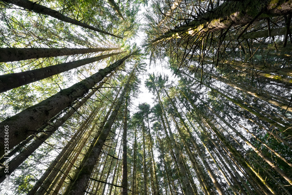 sapin tronc arbre forêt morvan nature douglas épicéa cîme épine — free download
