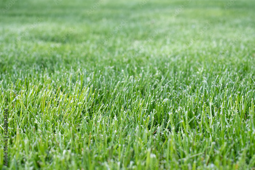 Green grass lawn for background.