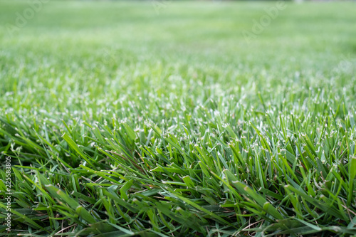 Edge of green grass lawn for background.