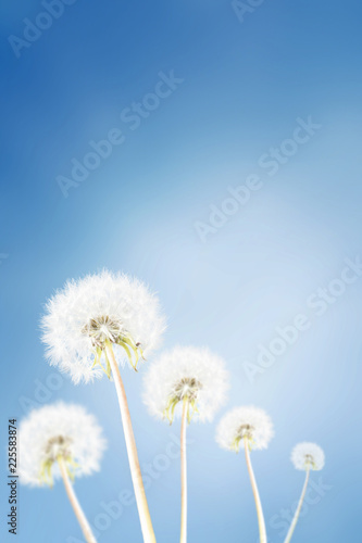 Dandelion with sunlight and blue sky. Copy space
