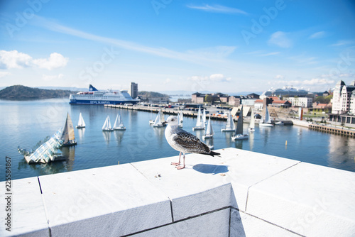 Photography big gull on the roof of the opera house in the donkey against the backdrop of th