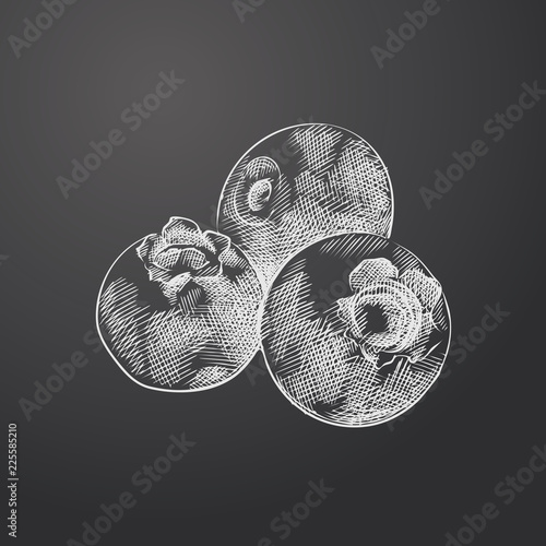 Hand Drawn blueberry Sketch Symbol isolated on chalkboard. Vector berries Element In Trendy Style