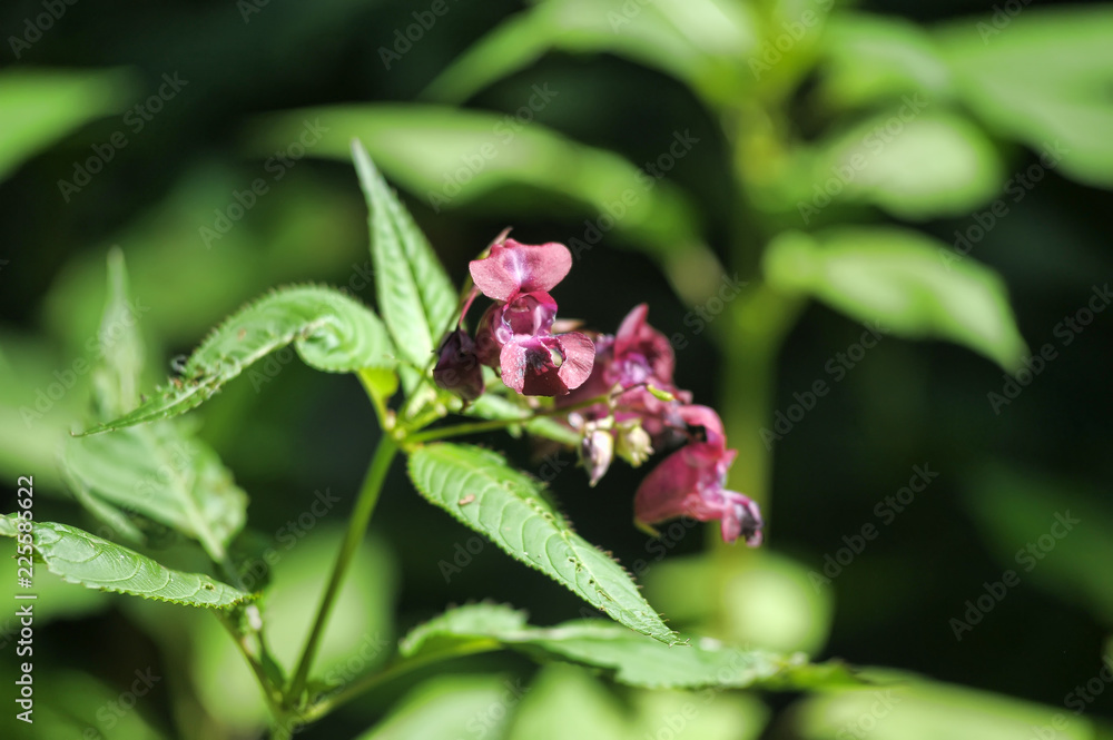 Himalayan Balsam Impatiens glandulifera Himalayan Balsam Impatiens glandulifera