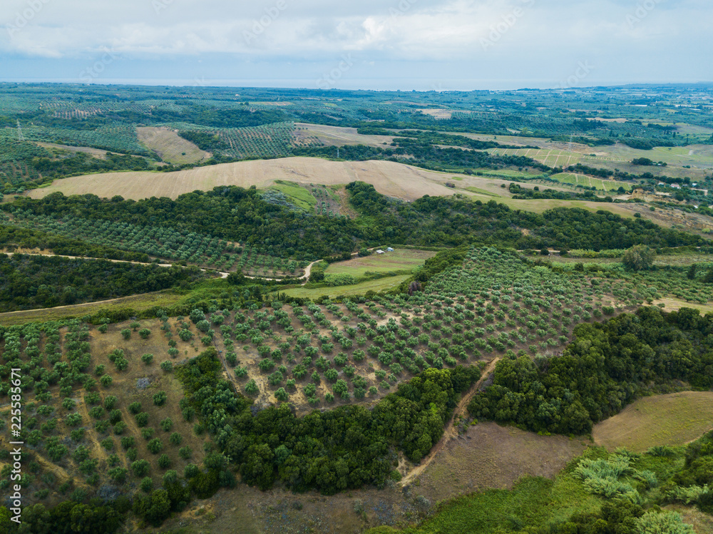 Aerial view of olives trees in a field in Greece