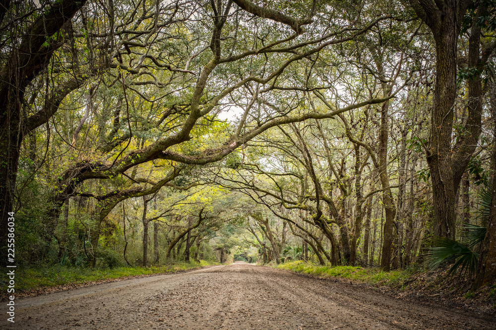 Naklejka premium Tree tunnel at Botany bay road in Edisto, South Carolina, USA