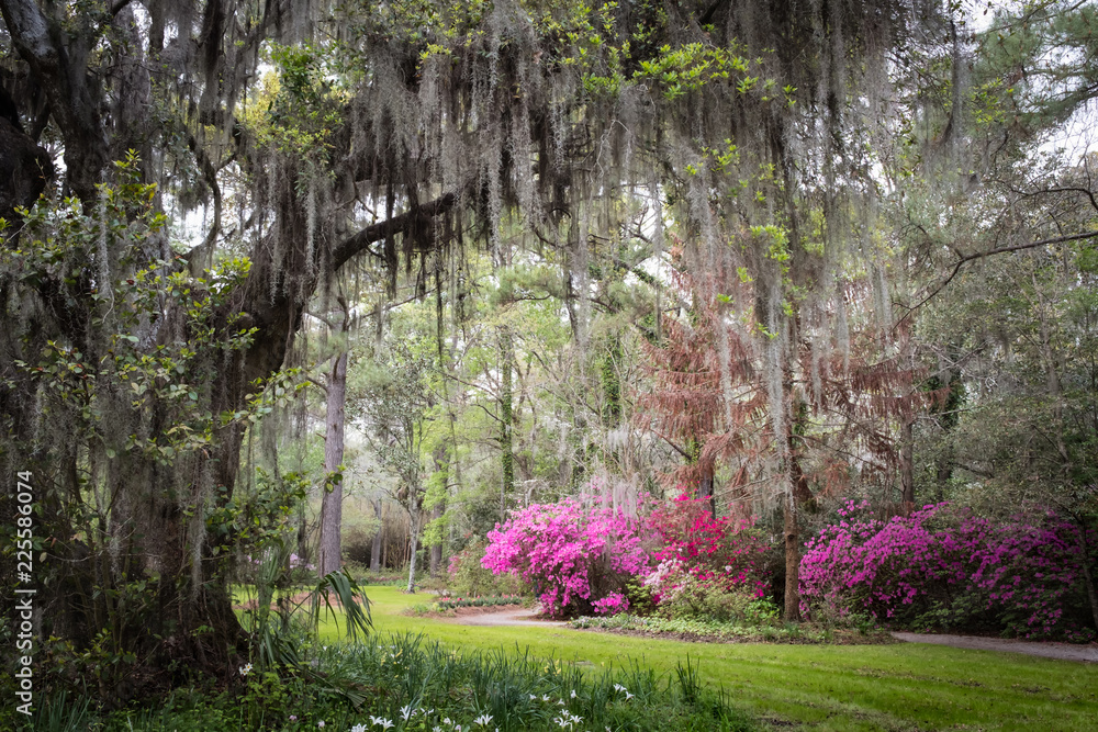 Fototapeta premium Magnolia Plantation & Gardens. Charleston, Karolina Południowa, USA