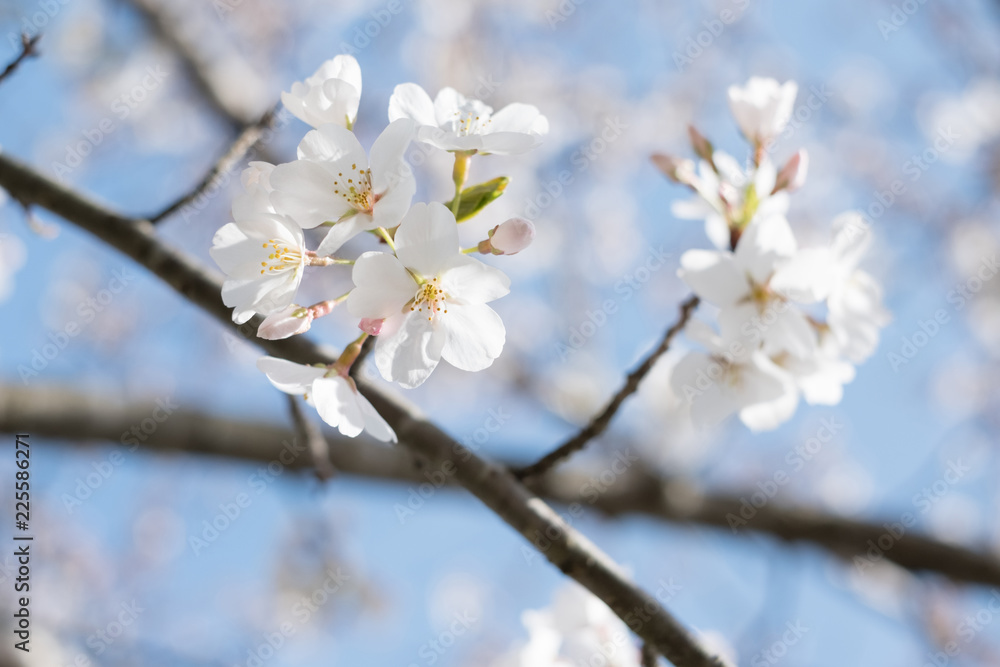CLOSE UP BEAUTIFUL SPRING CHERRY BLOSSOMS CLOSE UP BEAUTIFUL SPRING CHERRY BLOSSOMS