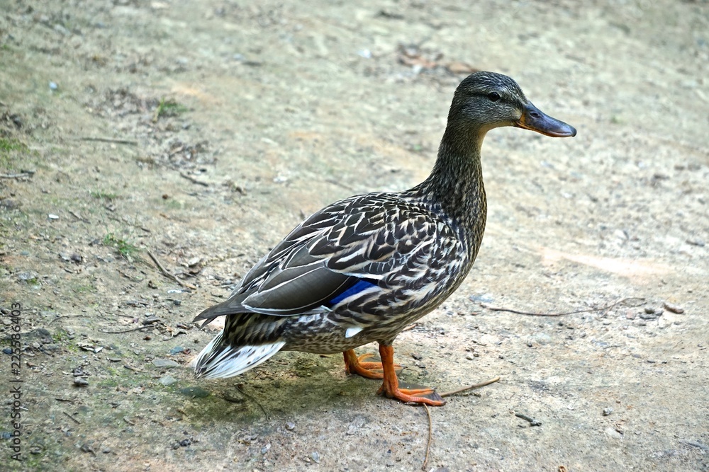 Portrait of a female mallard (Anas platyrhynchos) with beautiful brown and white patterned feathers, standing on a rock. Portrait of a female mallard (Anas platyrhynchos) with beautiful brown and white patterned feathers, standing on a rock.
