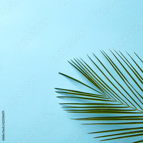 Green palm leaf on a blue background with copy space. Natural layout. Flat lay