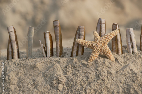 Fototapeta Naklejka Na Ścianę i Meble -  Wunderschöner Seestern mit Muscheln am Strand 