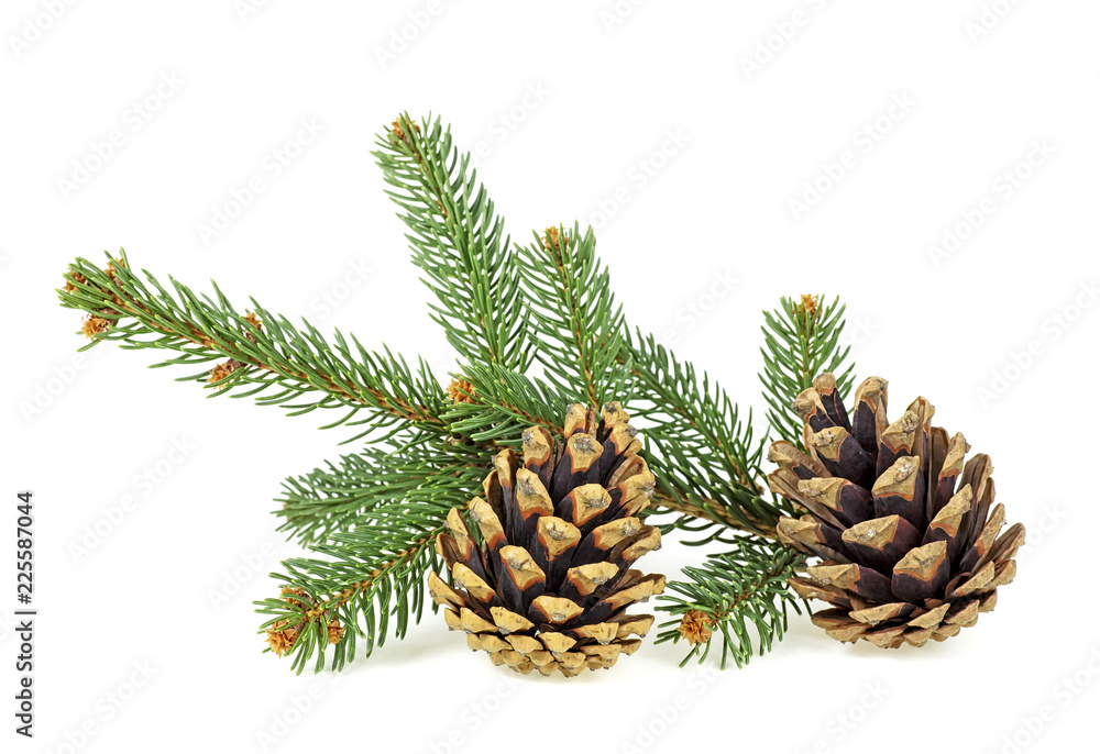 Pine cones and fir tree branch on a white background Pine cones and fir tree branch on a white background