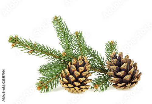 Pine cones and fir tree branch on a white background