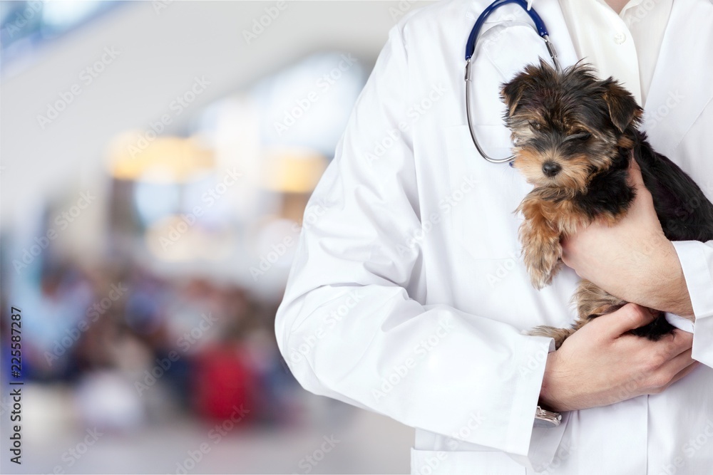 Small cute dog examined at the veterinary