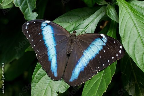 Morpho achilles photo