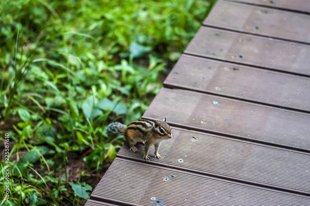 Squirrel blocking the road