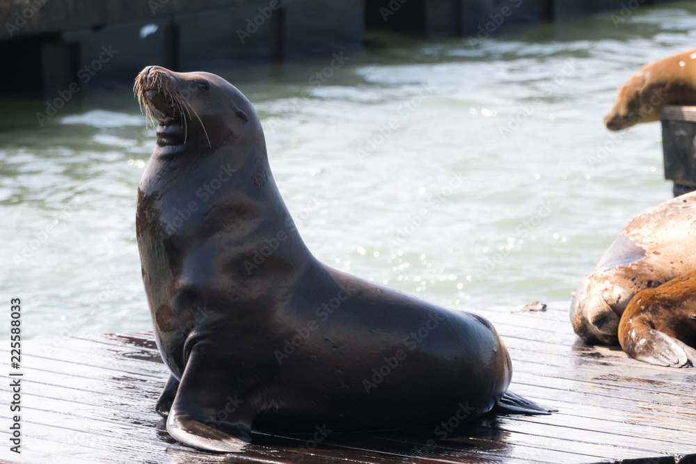 Naklejka premium Seal in San Francisco