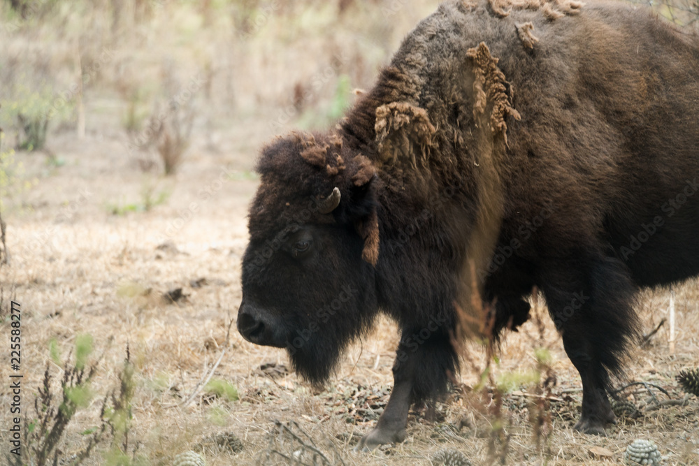 American Buffalo (Bison) in San Francisco American Buffalo (Bison) in San Francisco