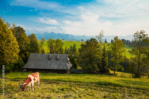 Obraz na płótnie Traditional grazing cows in Pieniny highland, wooden house and Tatra mountains on background w salonie