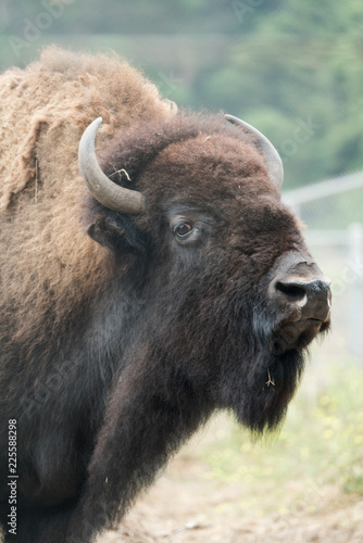 Close up of American Buffalo (Bison) in San Francisco