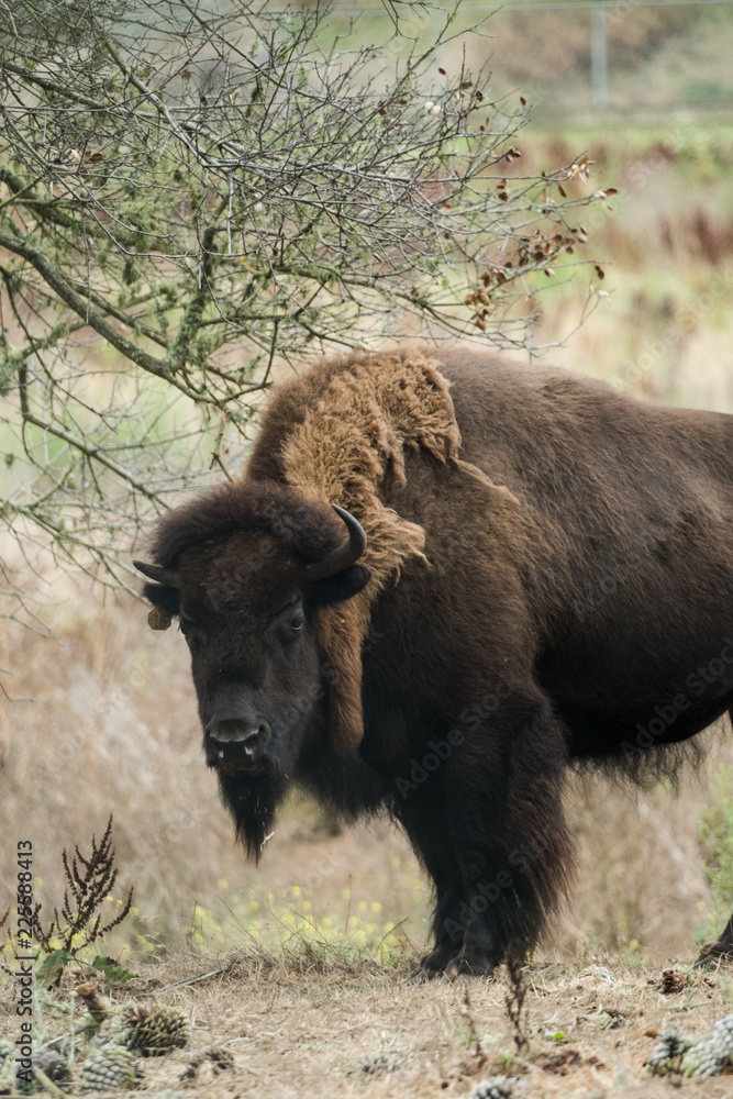 Fototapeta premium American Buffalo (Bison) in San Francisco