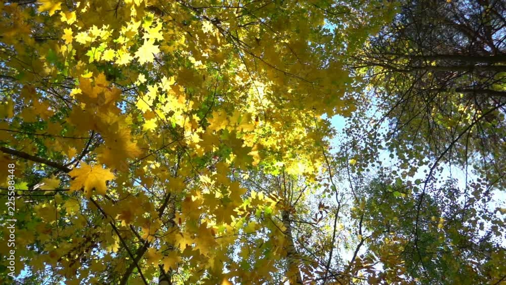 Deciduous forests in warm sunny weather, dried leaves fall from trees slow motion Deciduous forests in warm sunny weather, dried leaves fall from trees slow motion