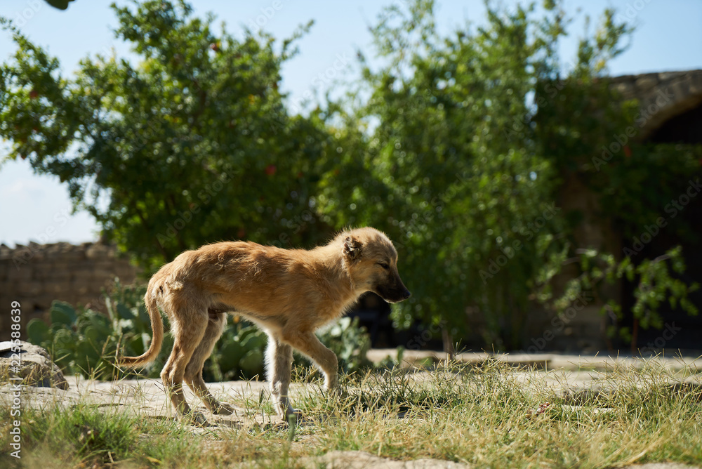 Fototapeta premium Cute puppy dog playing in summer park, outdoor