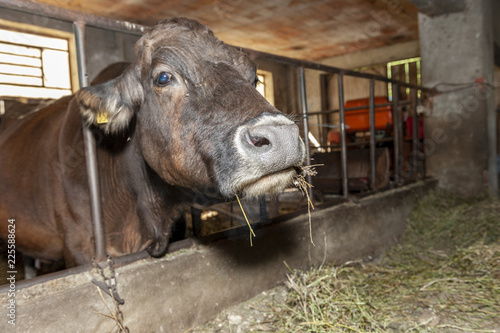 Cow' s eating hay in the cowshed