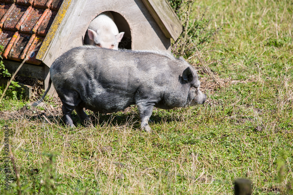 Two domestic pigs around their small hut, small house for animals Two domestic pigs around their small hut, small house for animals