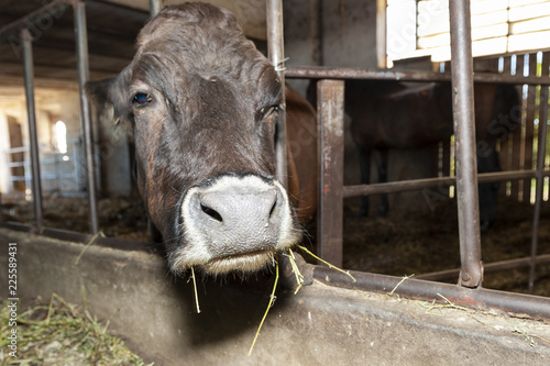 Cow' s eating hay in the cowshed