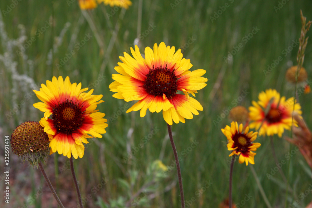 Obraz premium Field of Yellow Flowers