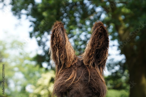 Poitou Donkey ears
