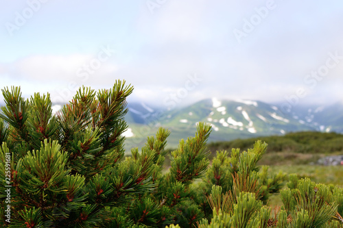 Coniferous bush with mountains on the background